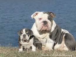 English bulldogs of royse prices their puppies in the $3,500 to $4,000 range. Shrinkabull International Champion Ace In The Hole Blue Akc English Bulldog Stud Service