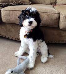 Mini Sproodle Sproodle Puppies Super Cute Animals Doodle Dog