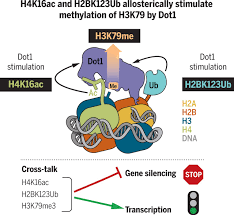 At our stores, you always find real people who will answer your questions. Regulation Of The Dot1 Histone H3k79 Methyltransferase By Histone H4k16 Acetylation Science