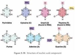 Check spelling or type a new query. Nucleic Acids Biomolecules Dna And Rna Formation Structure Features Types