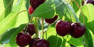 Comment Faire Fuir Les Oiseaux Du Cerisier Protegez Vos Cerises Poire Jardin Permaculture Recette Bio