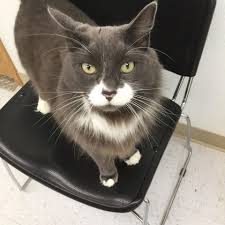 Find out how much cat adoption costs, access a cat adoption checklist and things to keep in mind during your first 30 days with a cat. Team Tukwila Petco Raskc Cat Adoptions Home Facebook