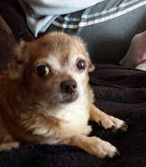 How To Annoy Your Chihuahua Step 1 Fold Ears Back Step 2 Take Out Camera