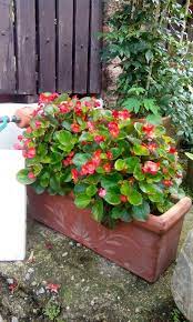 Begonia In Rectangle Terracotta Pot Making Plant Pots Flower Pots Terracotta Pots