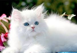Black And White Ragdoll Cat Price Fuzzy White Kitten Blue Eyes White Aesthetic Aesthetic Mood White Ilovewhite Indoorsy Litte Persian Cat Doll Face White Persian Kittens Persian Kittens