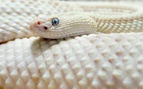Ver más ideas sobre animales albinos, albinismo, animales albinos raros. Grzechotnik Albinos