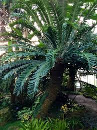 Image result for Encephalartos