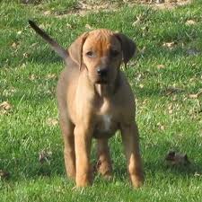 Rhodesian ridgeback puppies for sale @ r4000 each. Rhodesian Ridgeback Dogs In Canada Canadogs