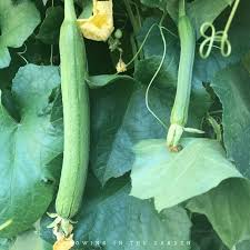 Image result for Luffa