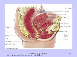 The internal organs are situated within the pelvis, and consist of the ovaries, the uterine tubes, theuterus, and the vagina. Female Reproductive Anatomy E Naghshineh M D Female