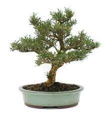 Buxus harlandii, the harland boxwood, is a species of flowering plant in the family buxaceae. Bonsai Buxus Harlandii Garden Jardinitis