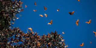 Comenzo La Llegada De La Mariposa Monarca Al Estado De Mexico Y Michoacan National Geographic En Espanol