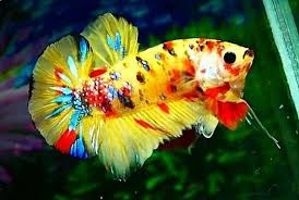 Nemo Galaxy Betta Fish Types Betta Fish Pet Fish