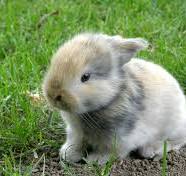 Bébé lapin : comment prendre soin de ses lapereaux ?