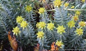 Image result for Euphorbia ugandensis