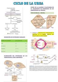 Resúmenes de Ciclo