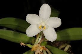 Image result for Angraecopsis amaniensis