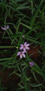 Image result for Iphigenia pauciflora