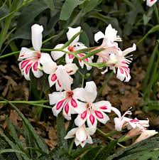 Image result for Gladiolus magnificus