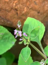 Image result for Aeollanthus neglectus