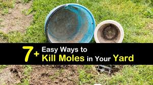 While mole damage may seem similar to the damage caused by voles, mice, or rodents, there wherever moles set up shop, food is the primary motivator—because of this, controlling their food sources is one of the most effective ways to control. 7 Easy Ways To Kill Moles In Your Yard