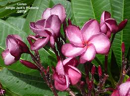 Lorien Plumeria Flowers Plumeria Frangipani