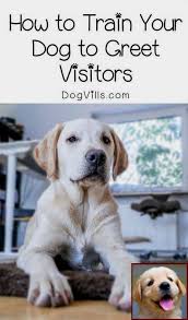 House Training A Puppy In 5 Days And Dog Training Courses In Pune Training Your Dog Dog Training Obedience Easiest Dogs To Train