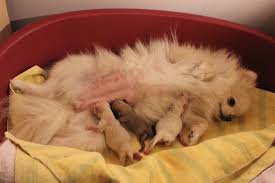 See more ideas about dog backyard, backyard, dog playground. Why You Should Avoid Backyard Dog Breeders