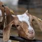 Sale of Goats event image