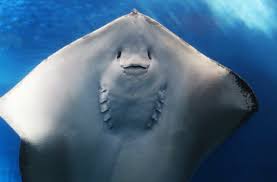 Ikan adalah kelompok vertebrata yang paling beragam dengan lebih dari 27.000 spesies di seluruh dunia. 7 Fakta Bukan Kaleng Kaleng Ikan Pari Umpan