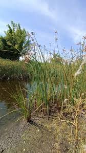 Image result for Schoenoplectus muriculatus