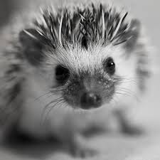 Tumblr Name Change Pygmy Hedgehog Cute Animals Cute Hedgehog