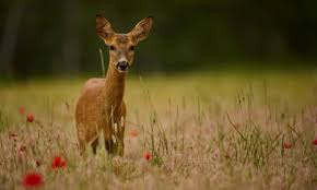 White-throated Kingfisher