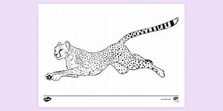 Cheetah coloring pages will appeal to boys and girls who love rare animals. Free Cheetah Colouring Page Colouring Sheets