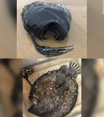 All the football fixtures, latest results & live scores for all leagues and competitions on bbc sport, including the premier league, championship, scottish premiership & more. A Monstrous Looking Fish Normally Found Thousands Of Feet Deep In The Ocean Washed Up On A California Beach In 2021 Angler Fish Fish California Beach