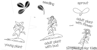 Like all printable shapes and patterns on the artisan life, these are licensed for personal and classroom use. Sunflower Life Cycle Mini Folding Coloring Book Simple Fun For Kids