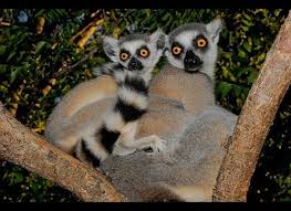 Many madagascar animals are immediately recognizable, like the famous lemurs who live in the trees and hop across the forest floors. Madagascar S Real Animal Stars Photos Huffpost Life
