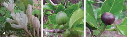 Image result for Coffea racemosa