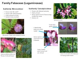 Image result for Fabaceae subfamily Mimosoideae