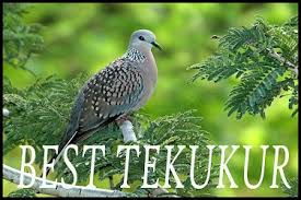 Download and install walpeper app for android device for free. Best Morning News Terkukur Walpeper Terkukur Walpeper 10 Mitos Burung Tekukur Yang Konon Bisa Membawa Rejeki Gambar Burung Derkuku Kelantan Gambar Burung Wallpaper Simandmelissa Find Your Perfect Hd Wallpaper For Your Phone