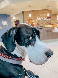 You can contact an information specialist through the information circle the words you can find. Canine Lymphoma Apollo S Experience Three Dogs One Bar