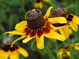 Image result for Begonia pulcherrima