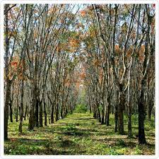 Klik pada gambar thumbail untuk mengunduh gambar ukuran getah anggur ternyata memiliki khasiat sebagai obat. Pokok Getah Sharulnizam