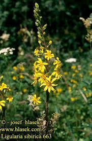 Image result for Ligularia sibirica