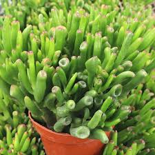 Image result for Crassula alticola