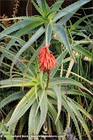 Image result for Aloe inyangensis