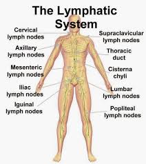 Here Is The Real Reason You Should Always Be Sleeping On Your Left Side Lymph System Lymphatic System Lymphatic