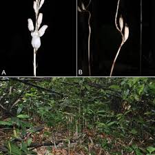Image result for Gastrodia rwandensis