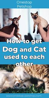 Dogs inherited this prey drive from their wolf ancestors and despite being domesticated over 12,000 years ago, they still have. How To Get Dog And Cat Used To Each Other Practical Tips Onestop Petshop Com Dog Cat Cats Cute Dogs Breeds