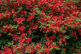 We did not find results for: 13 Best Shrubs For Making Hedges